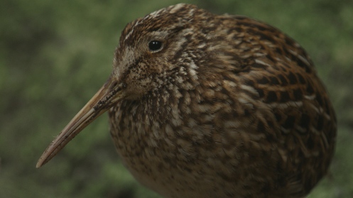 The Chatham Island snipe Coenocorypha pusilla, at home in the forest of Mangere Island. Photo: James Reardon