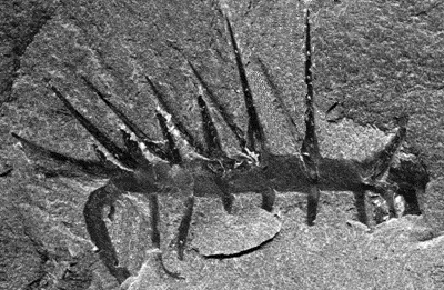 A fossil of the animal Hallucigenia. Credit: Photo by Chip Clark, Smithsonian Institution.